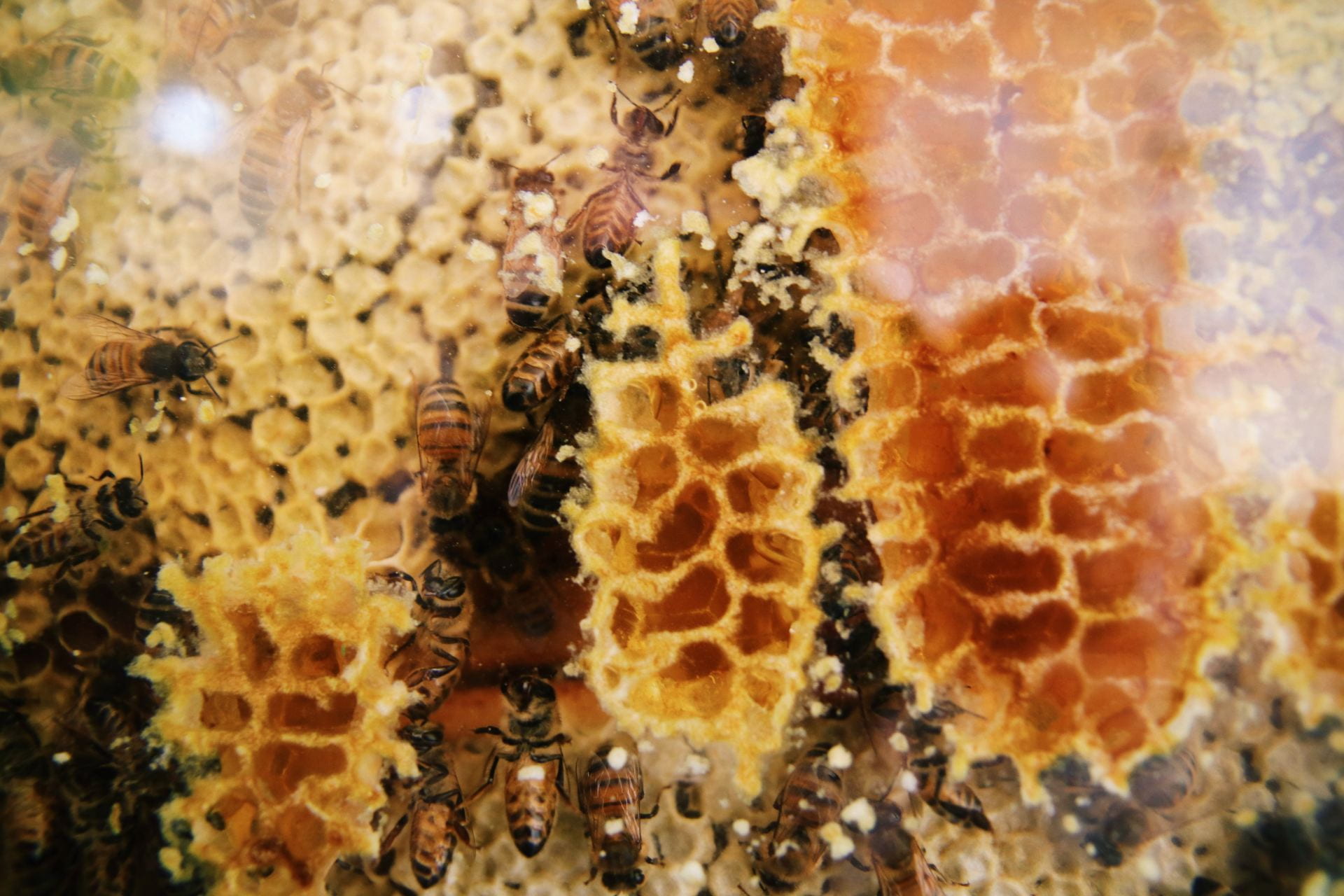 Image of honeycomb of glass, capped honeycomb is in the background and the honey is clearly visible