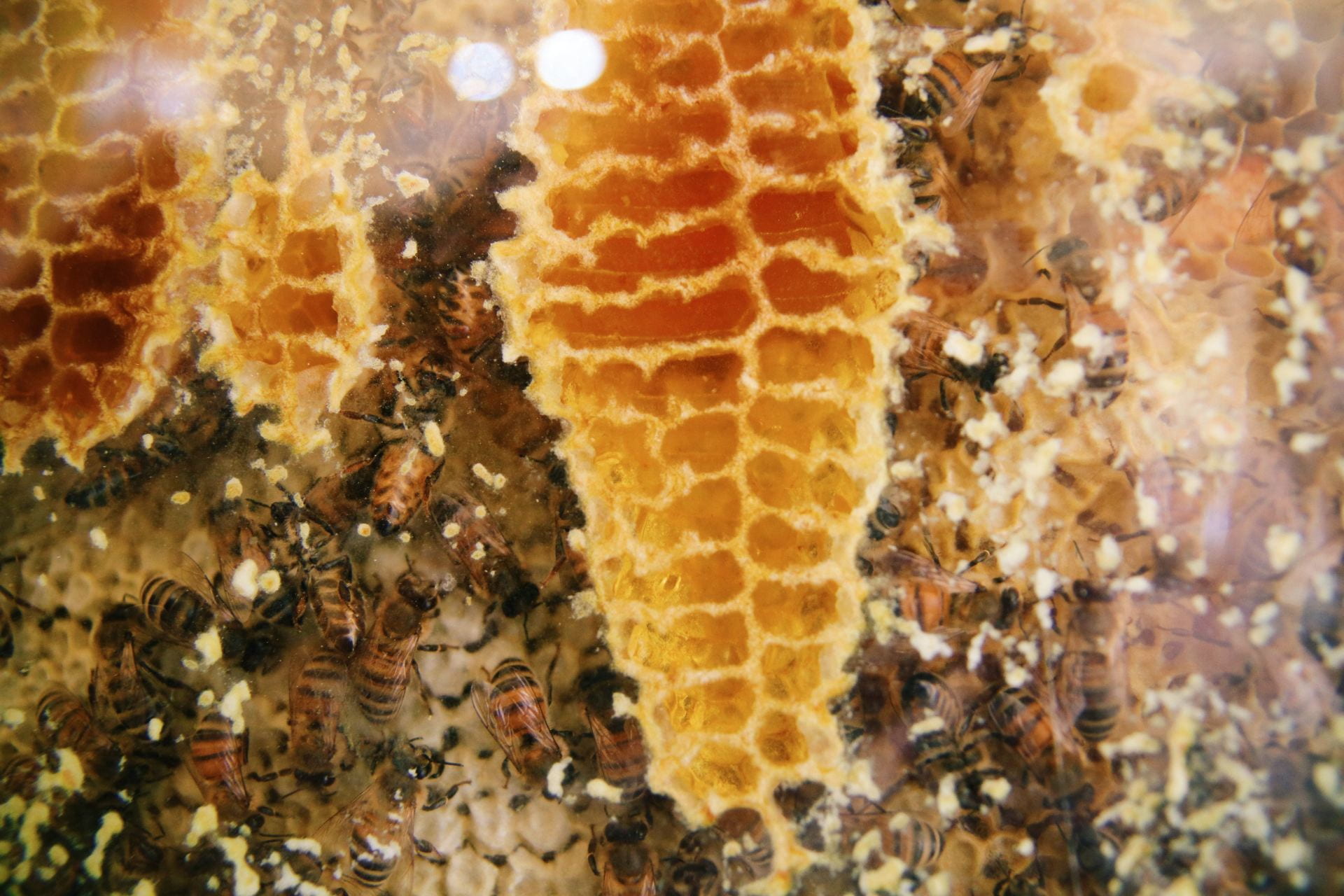 Image of honeycomb built on glass, full of honey