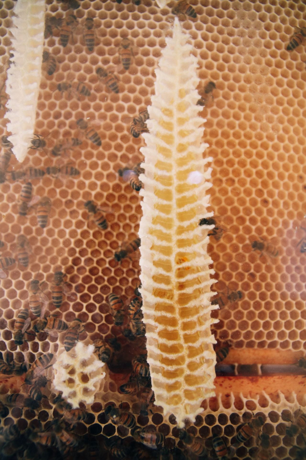 Image of a long strip of honeycomb and bees feeding into it behind glass.