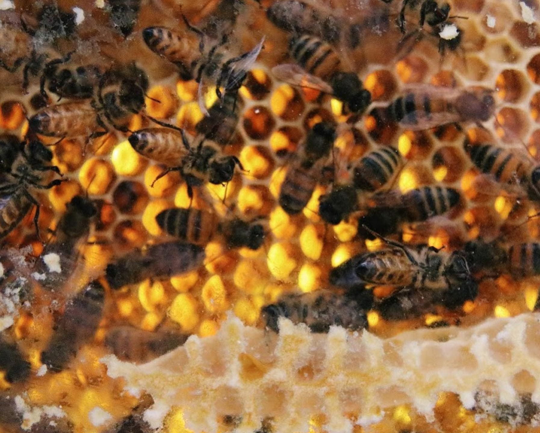 Image of illuminated honeycomb and bees on top of it