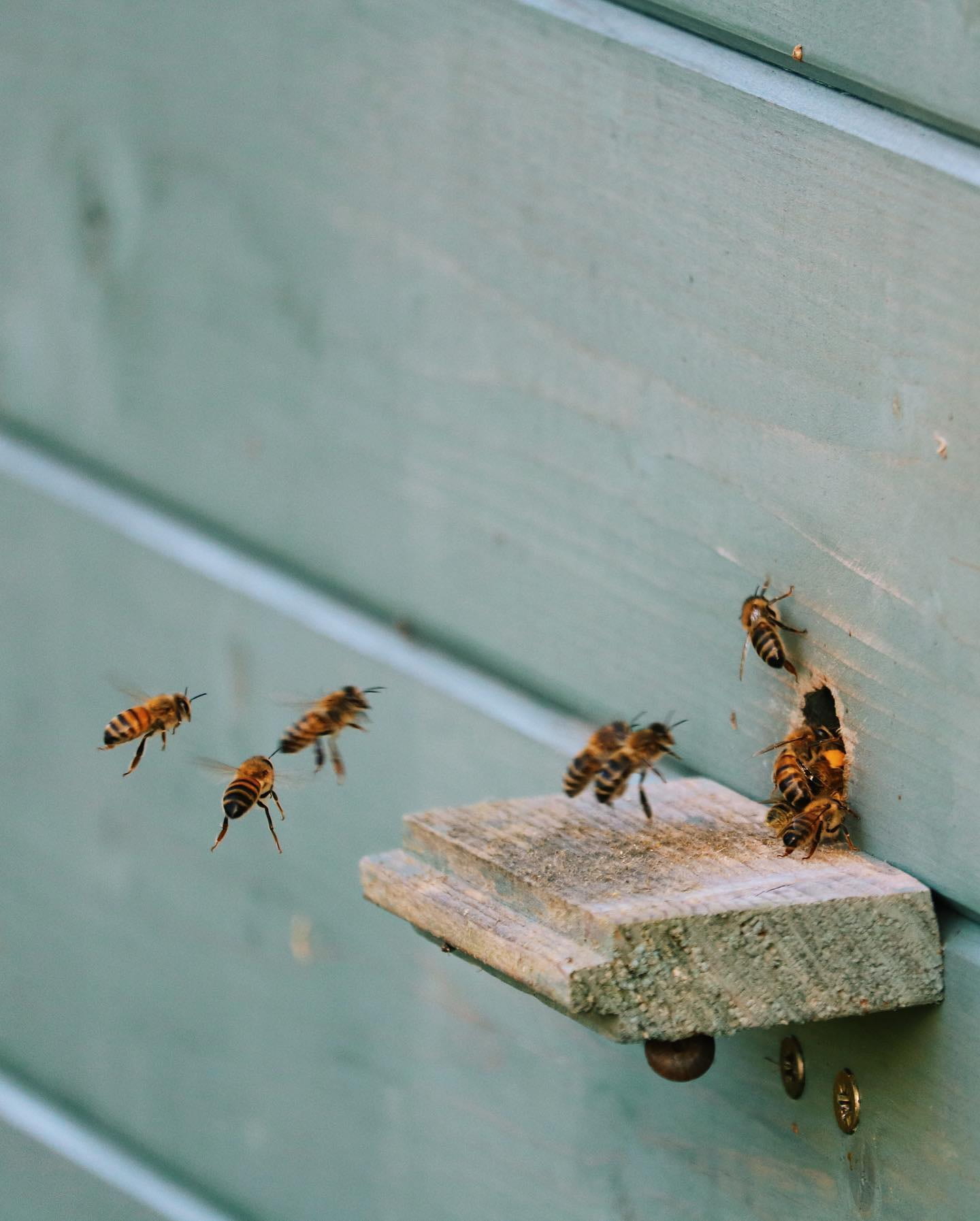 Image of bees coming into the entrance of the hive, a hole in a blue painted shed with a small shelf.