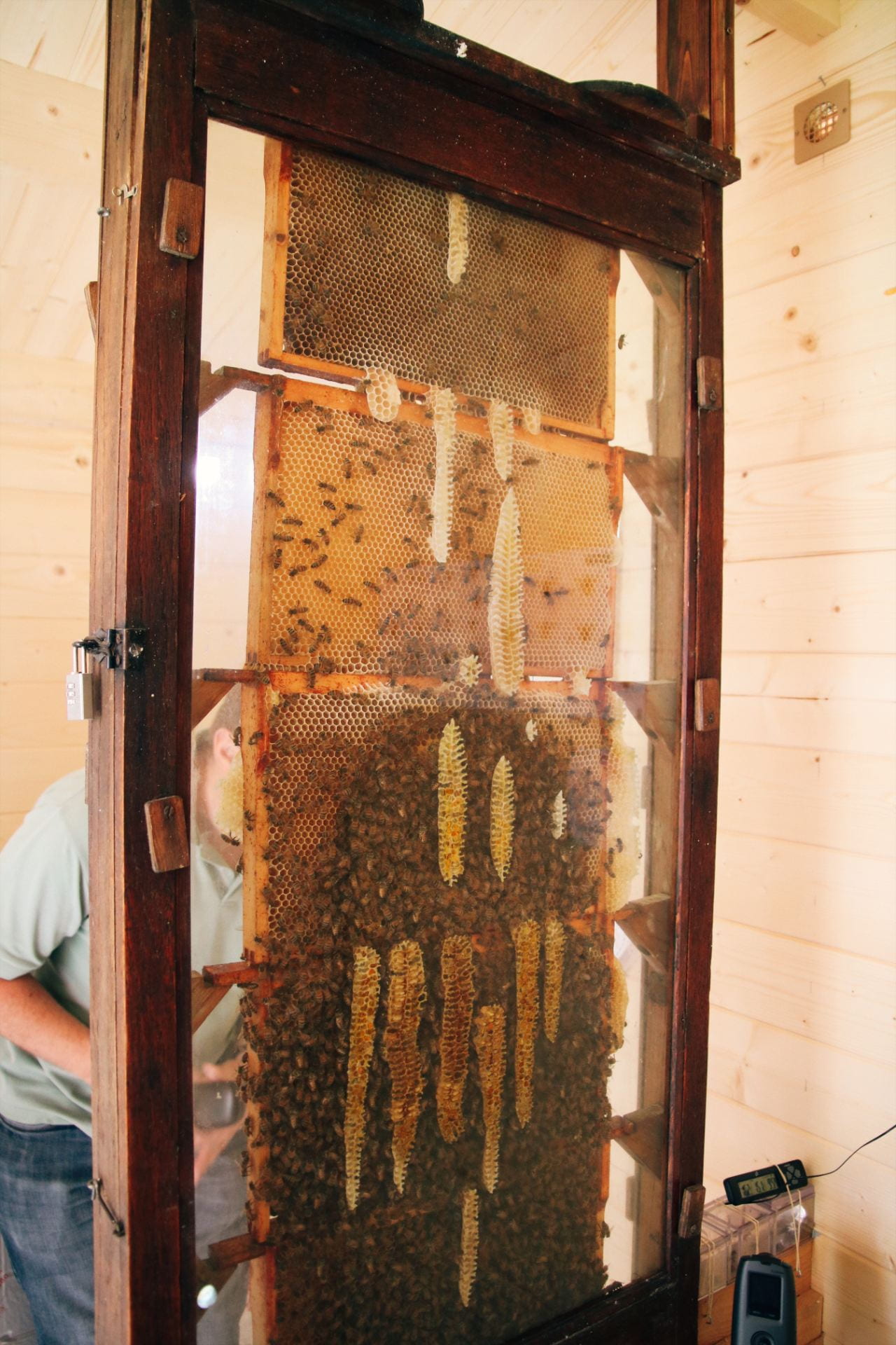 Image of a tall glass structure with honeycomb full of bees inside, a man stands safely behind it