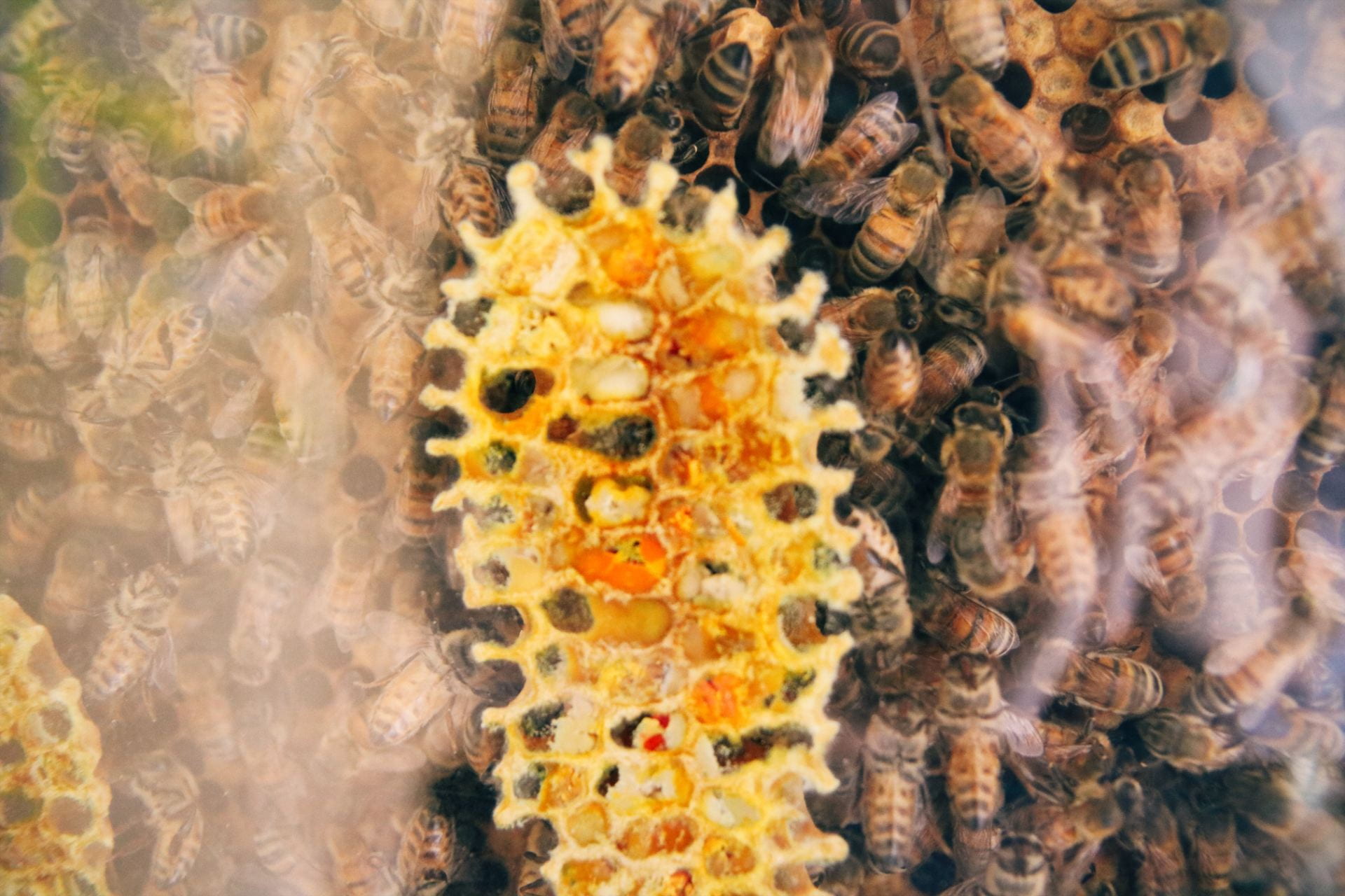Image of Honeybee larvae and bees surrounding them in the observation hive