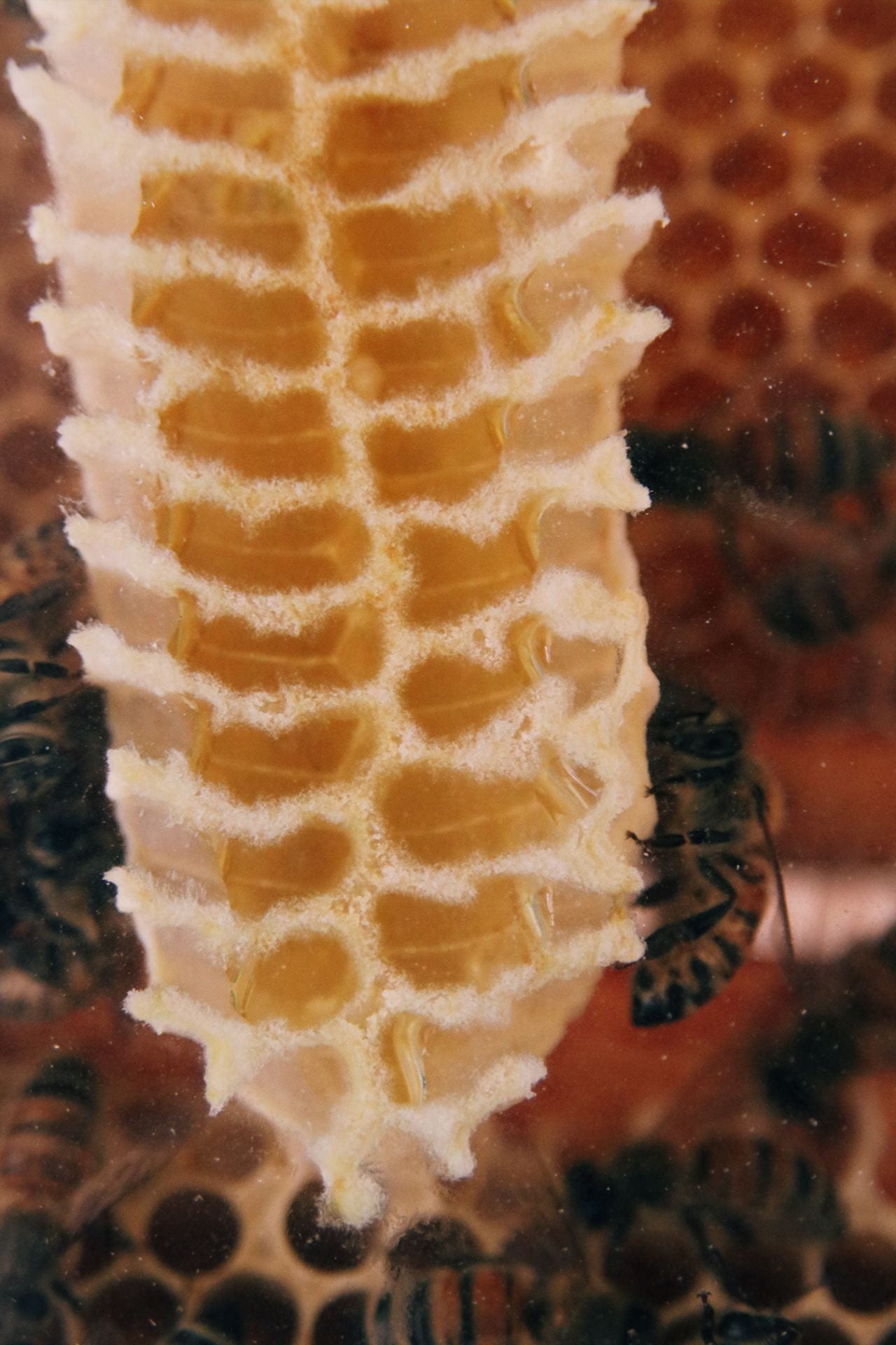 Image of a honeybee feeding into a comb of honey