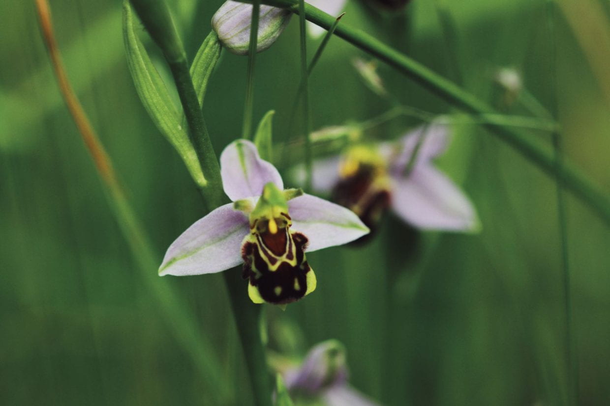 Image of a bee orchid